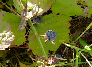   (Rubus caesius L.)