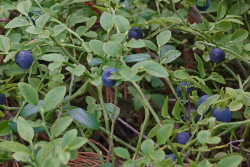  . Vaccinium myrtillus L.