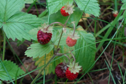   (Fragaria vesca)   