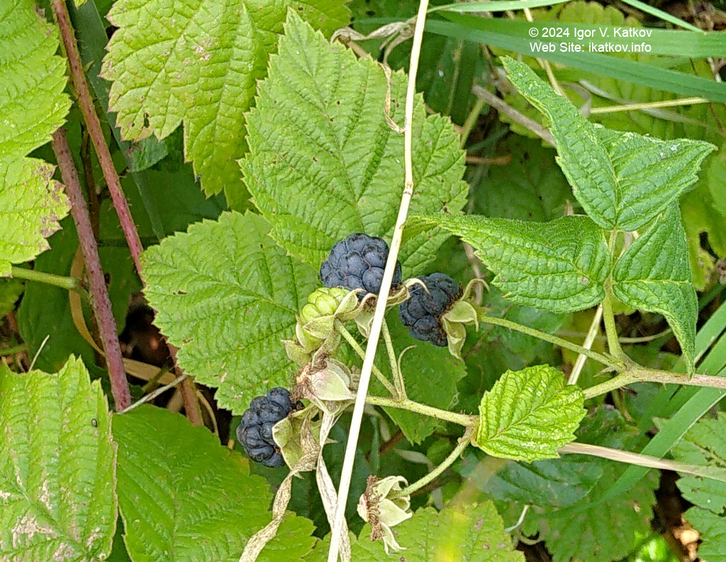   (. Rubus caesius L.)